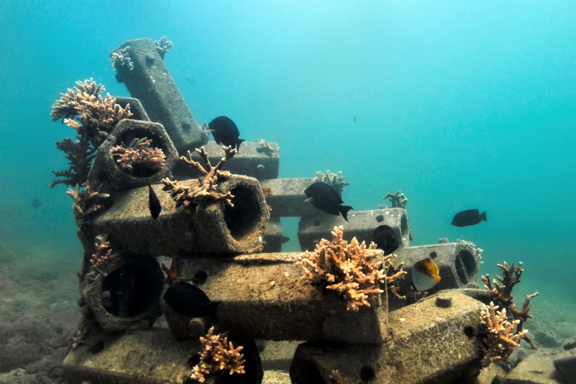 Kenya Pilot: modular concrete reef units of ReefSystems