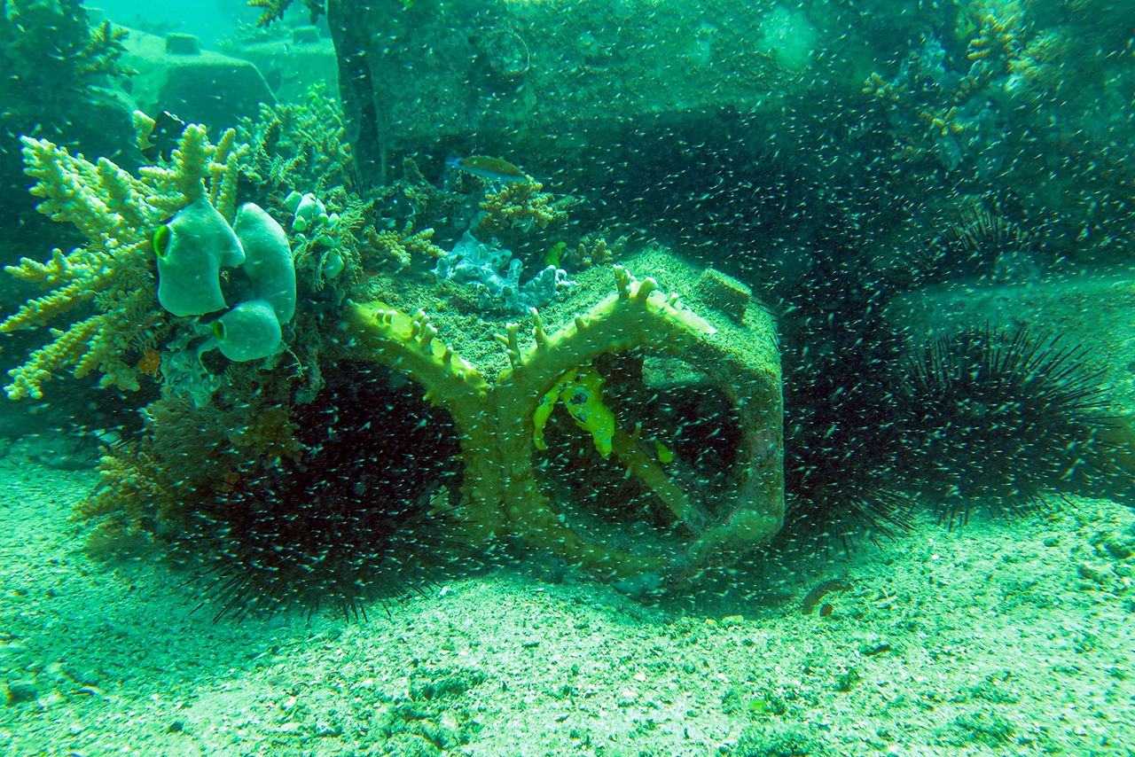 Coral colonies are growing on the artificial reef blocks off the coast of Kenya