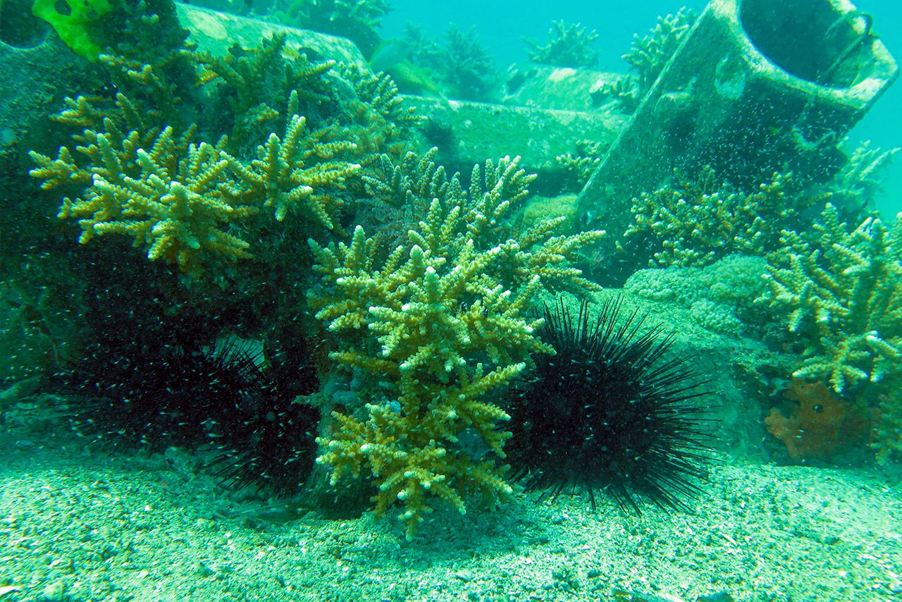 Coral colonies are growing on the artificial reef blocks off the coast of Kenya